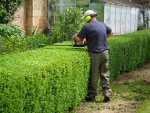 hedge trimming