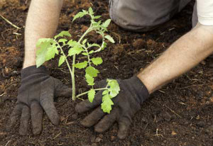 Planting